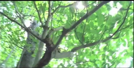 Nagarjuna Asin Romantic Scenes Shivamani