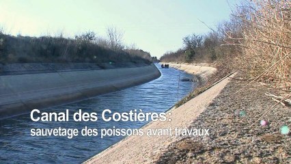 Pêche préventive avant travaux dans le canal des Costières