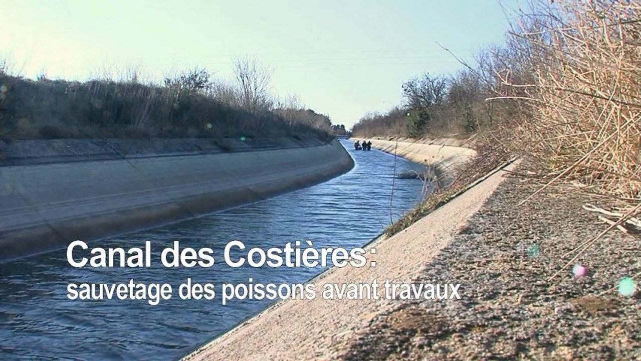Pêche préventive avant travaux dans le canal des Costières