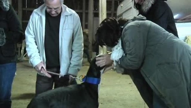 Chiens : les Lévriers maltraités en Espagne (Troyes)