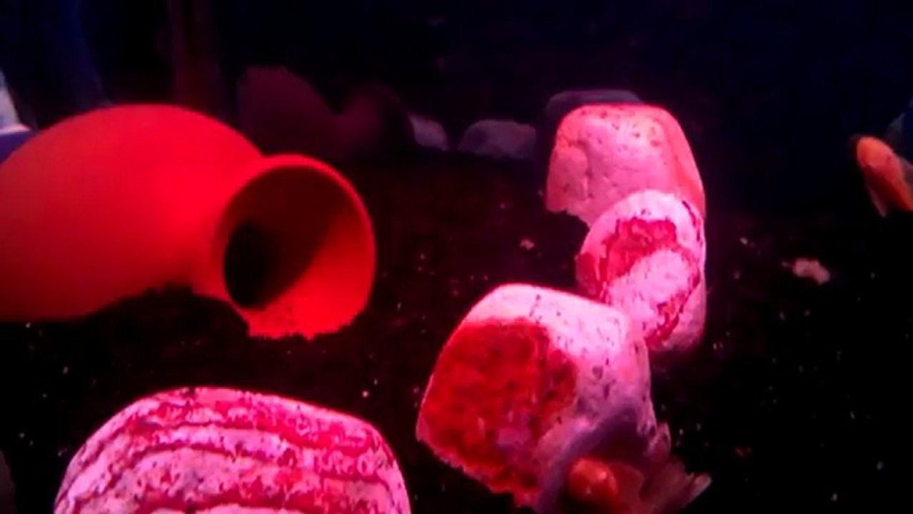 VIDEO0097