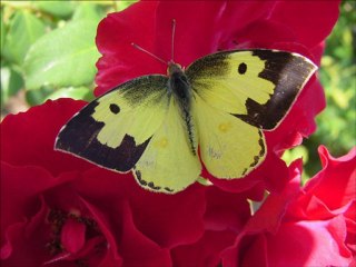 elifnas3434 en Guzel Sarkılar Ve videolar