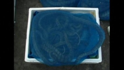 Surprised Thai customs officers seize shipment of more than 2000 snakes