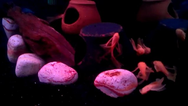 longfin damızlık altı cüce vatozlar