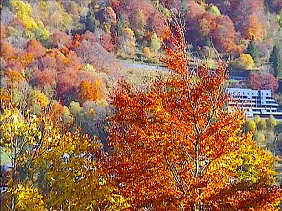 musique sur les fleurs et les couleurs