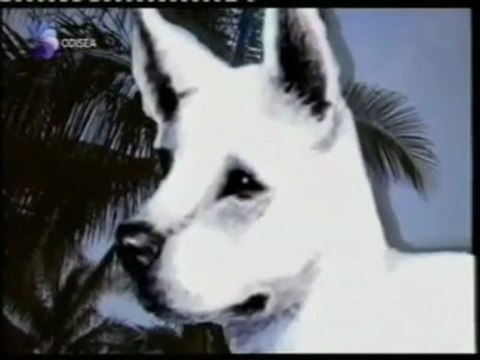 Perros de diseño: Cruzando razas de perros