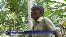 Philippine farmers hope for coconut-craze windfall
