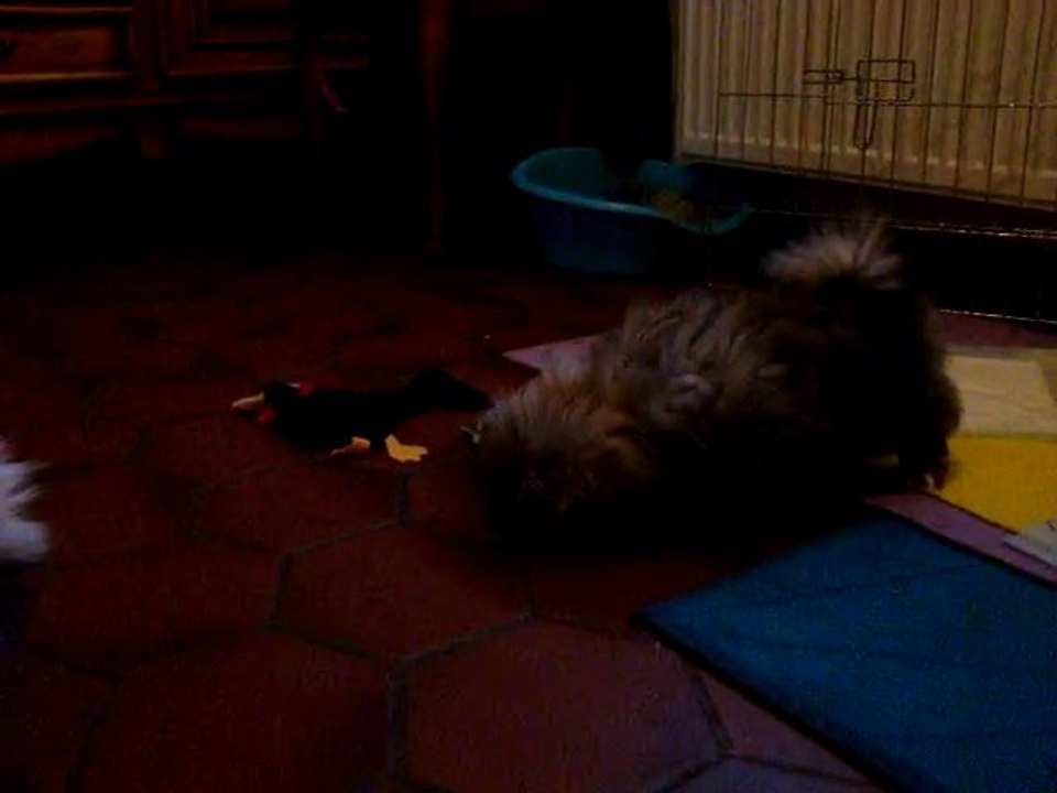 Les nouveaux joujoux des chiots pékinois.