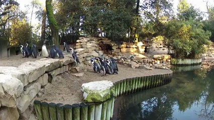 La colonie de manchots du Cap