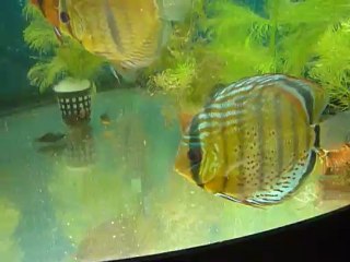 Jeunes discus rio  Nanay et Heckel