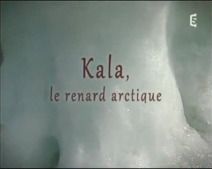 kala, le renard arctique