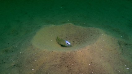 Cichlid Mating Landscapes | Cichlids of Lake Malawi Ep5