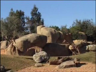 La jirafa "Ramsés" en la Sabana africana (Bioparc Valencia)