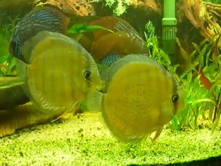 Discus vert adultes du rio Nanay