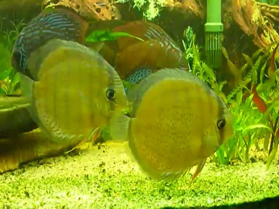 Discus vert adultes du rio Nanay