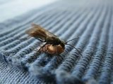 Vespa con la preda - Wasp with prey - Spider eaten by a wasp - Video da Wikipedia