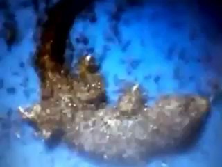 Whole gecko eaten by ants