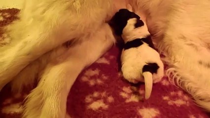 P2020355 portée Eylbha et Cyrius née le 29/01/2013