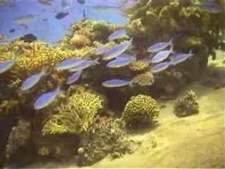 Underwater video in Eilat
