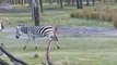 Zebra Equus burchelli bohmi Video da Wikipedia