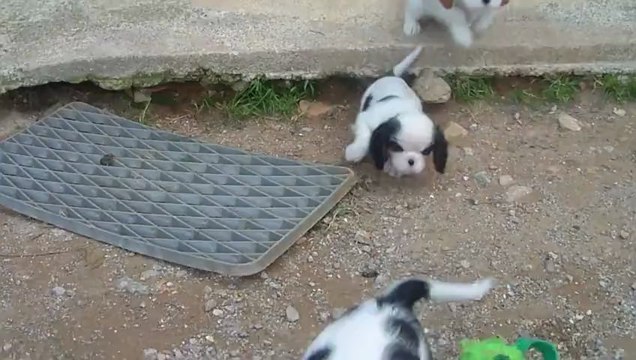 008 MALE TRICOLORE CAVALIER PORTEE ELIA X CALLAGHAN 07/01/13