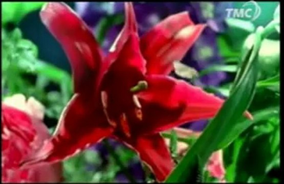 Rosemary et Thyme - Générique (Série tv)