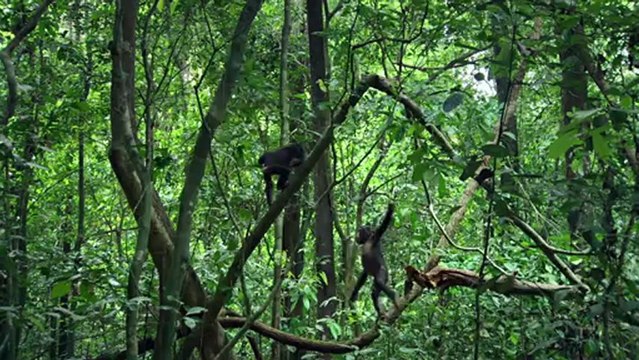 CHIMPANZÉS - Extrait - ça swingue ! - Le 20 Février 2013 au cinéma - Disneynature