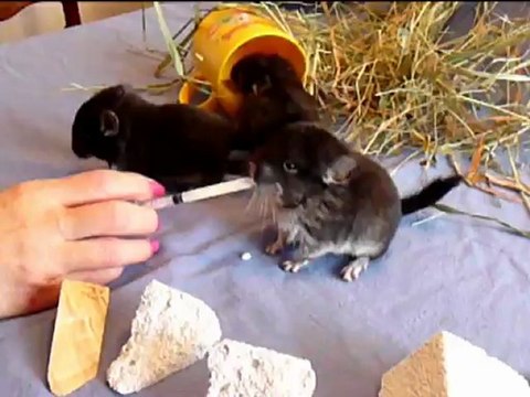 Little Chinchillas / Małe szynszylki