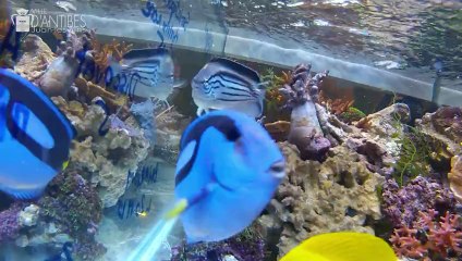 Salon de l'aquariophilie, La 11e édition se tient sur 2 jours