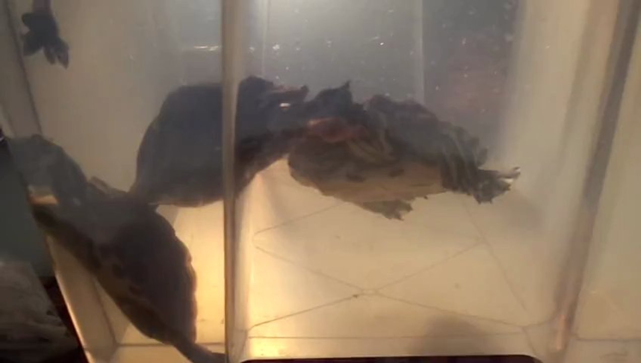 Finding Nemo: The Massacre