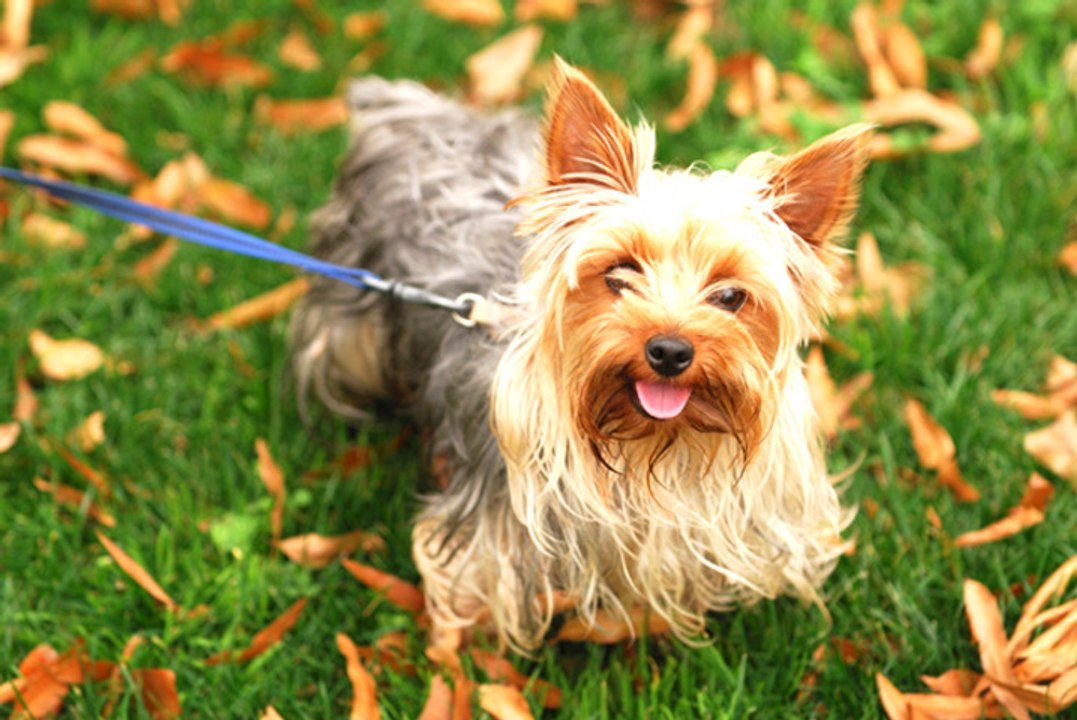 All About Yorkshire Terriers