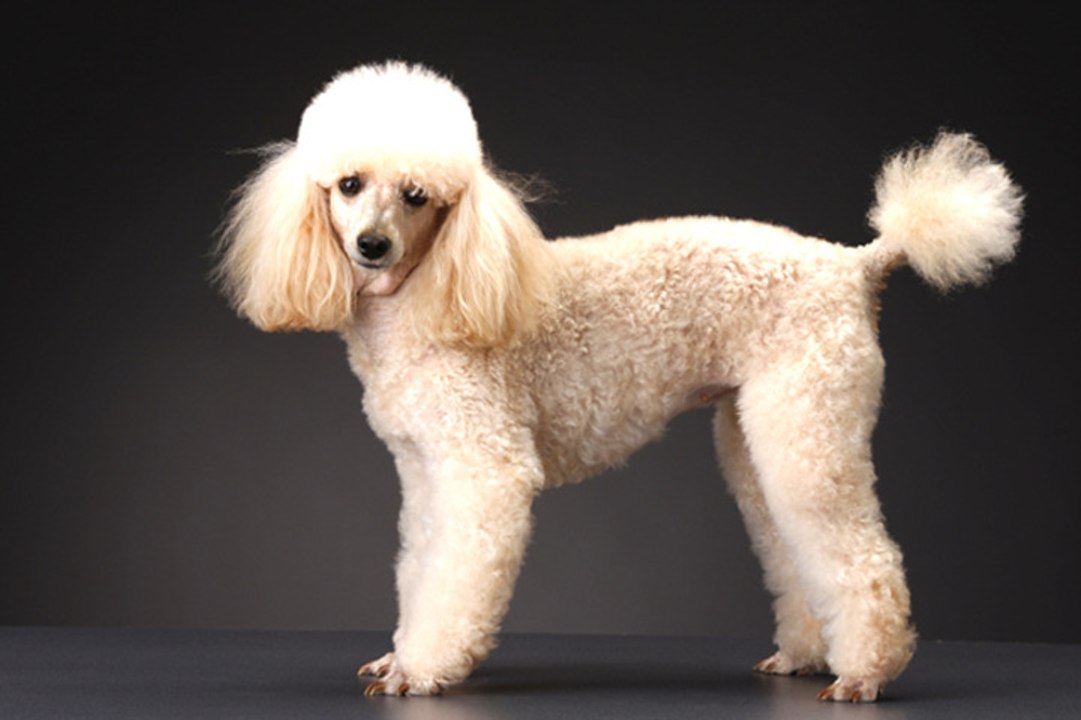 All About Poodles