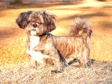 All About Shih Tzus