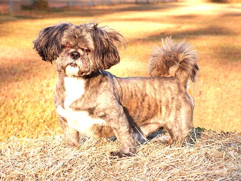 All About Shih Tzus