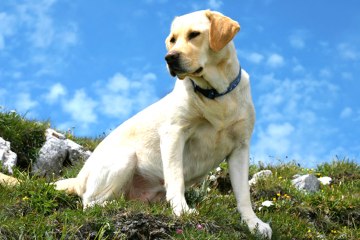 All About Labrador Retrievers