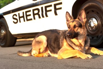 All About German Shepherds