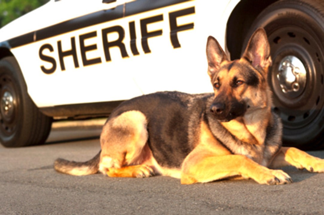 All About German Shepherds