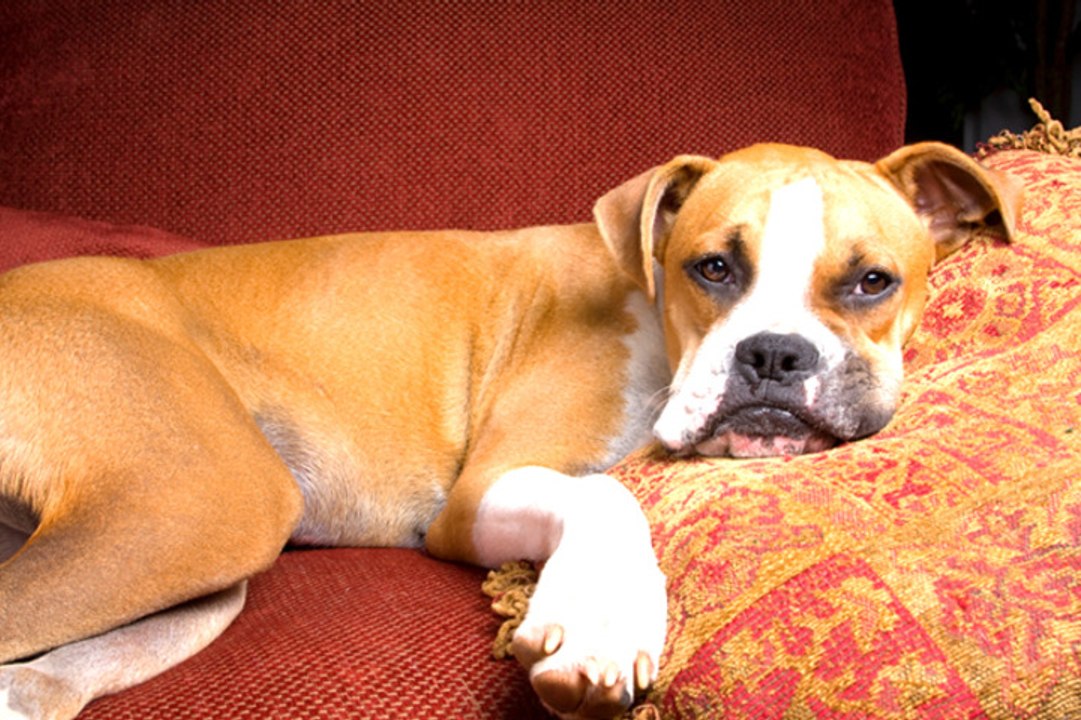 All About Boxers