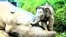 Report to be released into pygmy elephant deaths