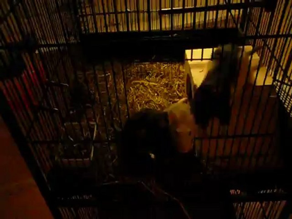 cage reaménagée
