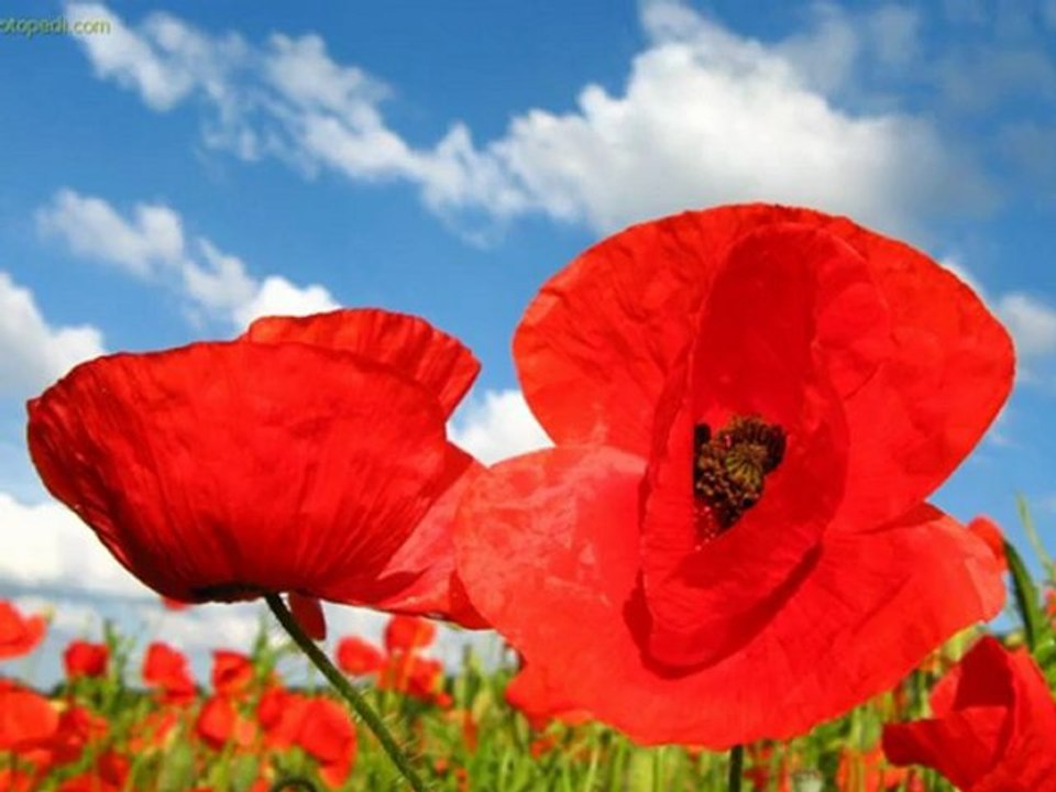 YUSUF HAYALOĞLU-BENİ DÜŞÜN UNUTMA