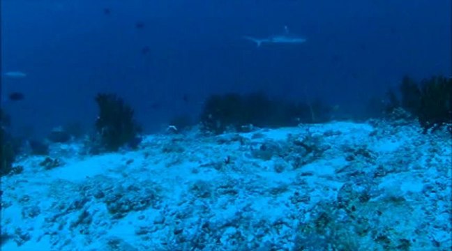 Plongée aux Maldives Novembre 2012