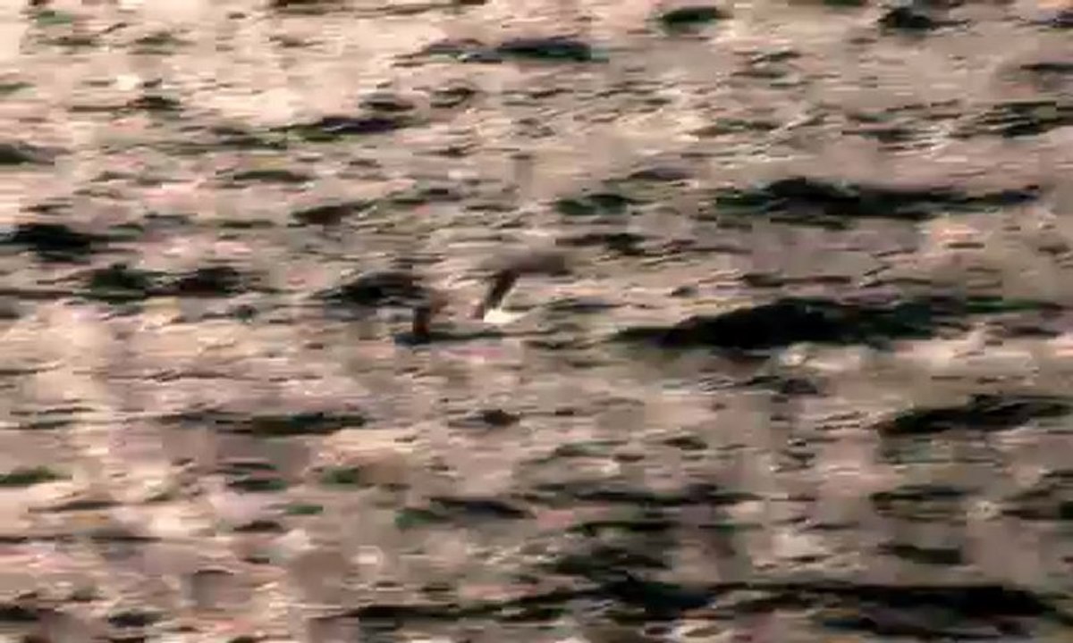 Kazım Koyuncu - Denizde Karartı Var