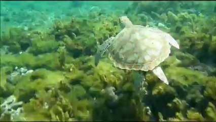 Tortue aux tobago cays