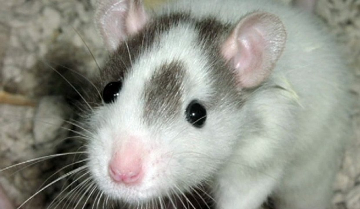 Le rat, un aminal extraordinaire