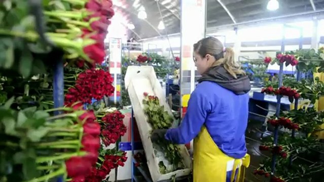 AFP - Le JT 1ère édition (version sous-titrée)