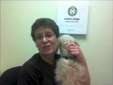 Metro Dogs Cares - Minneapolis Doggie Daycare & Boarding