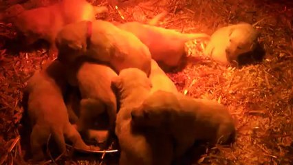 Les bébés labradors à 3 semaines