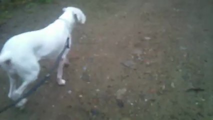 Gemma aux allures, 8 Février 2013