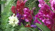 Colourful and exotic orchids at Kew in London